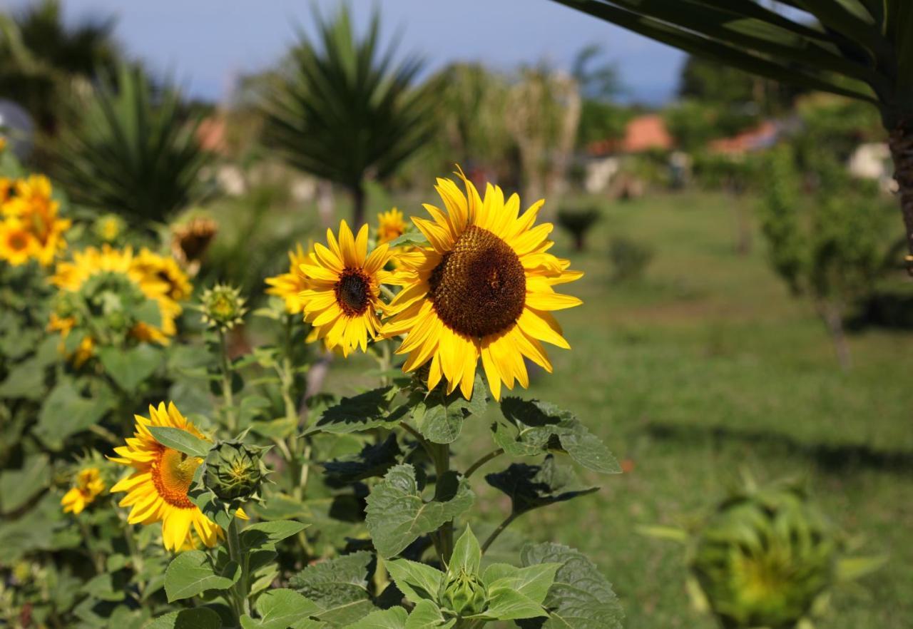 Agriturismo Ninea Ricadi Zewnętrze zdjęcie