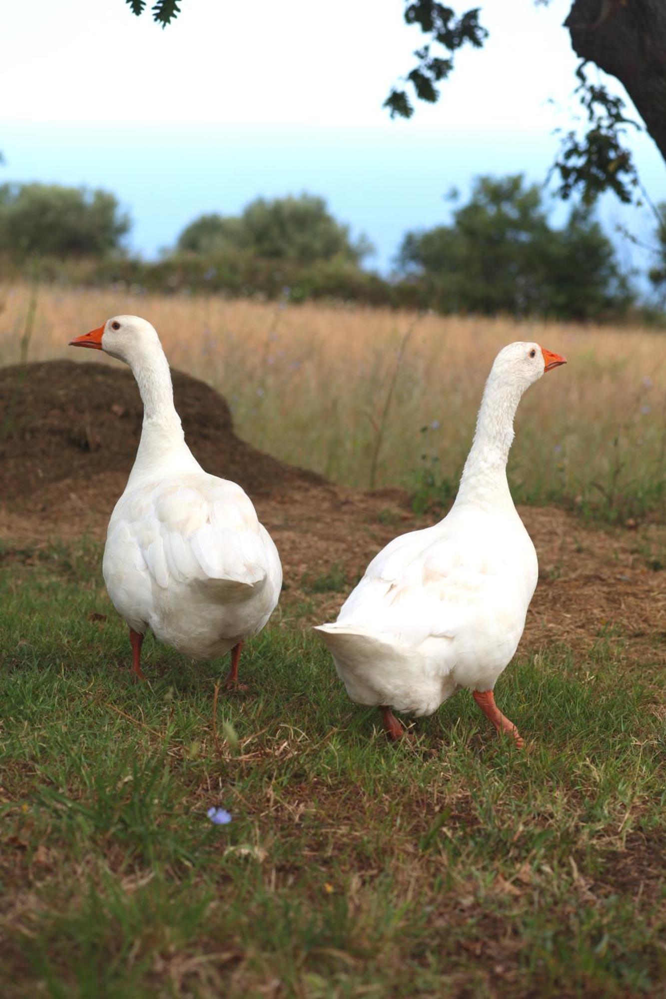 Agriturismo Ninea Ricadi Zewnętrze zdjęcie